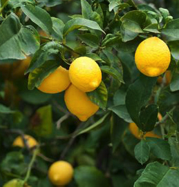 Lemon Lemonade Plants