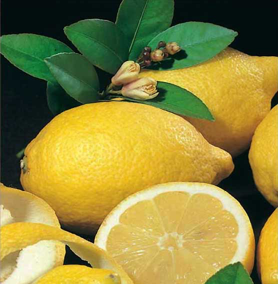 Lemon Eureka Plants