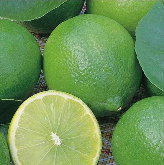 Tahitian Lime Plants