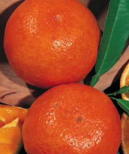 Mandarin Japanese Seedless Plants